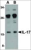Anti-IL-17 (ab2) antibody produced in rabbit affinity isolated antibody, buffered aqueous solution