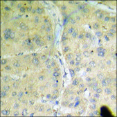 Anti-phospho-IRF-3 (pSer385) antibody produced in rabbit affinity isolated antibody