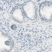 Anti-JPH1 antibody produced in rabbit Prestige Antibodies&#174; Powered by Atlas Antibodies, affinity isolated antibody, buffered aqueous glycerol solution