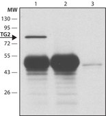 Anti-Transglutaminase-2 (C-terminal) antibody produced in rabbit ~1.5&#160;mg/mL, affinity isolated antibody