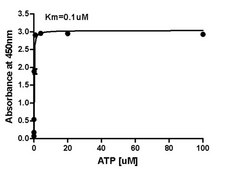 Rho-associated Kinase (ROCK) Activity Assay This Rho-associated Protein Kinase (ROCK) Activity Assay Kit is an enzyme immunoassay for detection of the active ROCK &amp; DMPK family kinases.