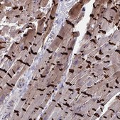 Anti-CDH2 antibody produced in rabbit Prestige Antibodies&#174; Powered by Atlas Antibodies, affinity isolated antibody, buffered aqueous glycerol solution