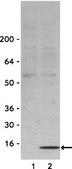 Anti-phospho-H2A.X (Ser139) Antibody Upstate&#174;, from rabbit