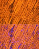 Anti-Tropomyosin 1 Antibody, clone 5Q2H6, Rabbit Monoclonal