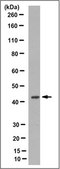 Anti-GOT1 Antibody, clone 1F5.2 clone 1F5.2, from mouse