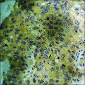 Anti-phospho-AMPK &#945; (pThr172) antibody produced in rabbit affinity isolated antibody