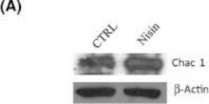 Anti-CHAC1 antibody produced in rabbit affinity isolated antibody