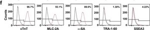 Anti-&#945;-Actinin (Sarcomeric) antibody, Mouse monoclonal clone EA-53, purified from hybridoma cell culture