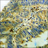 Anti-phospho-Cofilin (pSer3) antibody produced in rabbit affinity isolated antibody