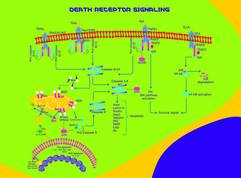 FAS Receptor human recombinant, expressed in E. coli, &#8805;98% (SDS-PAGE), &#8805;98% (HPLC), suitable for cell culture