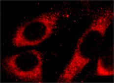 Anti-Cyclophilin B antibody, Mouse monoclonal clone CYPB-3, purified from hybridoma cell culture