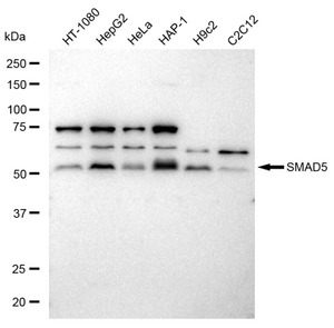 KD-Validated Anti SMAD5 Antibody, clone 23GB2910, Rabbit Monoclonal clone 23GB2910, recombinant rabbit monoclonal, expressed in HEK293 cells