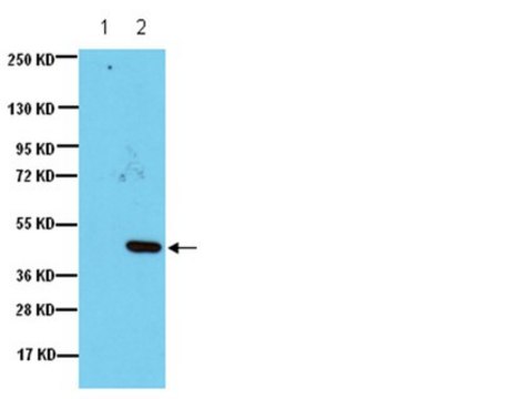 Anti-IDO (Indoleamine 2,3-Dioxygenase) Antibody, clone 10.1 clone 10.1, Upstate&#174;, from mouse
