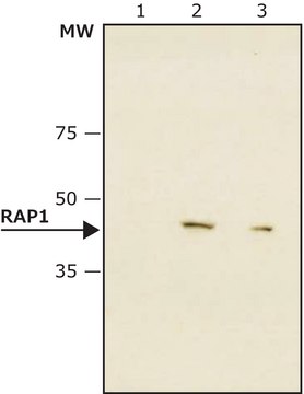 Monoclonal Anti-RAP1 antibody produced in mouse ~2&#160;mg/mL, clone 4C8/1, purified immunoglobulin, buffered aqueous solution