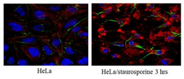 Anti-Caspase3 (active form) Antibody, clone 3D9.3 clone 3D9.3, from mouse