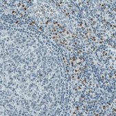 Monoclonal Anti-RUNX2 antibody produced in mouse Prestige Antibodies&#174; Powered by Atlas Antibodies, clone CL0232, purified immunoglobulin, buffered aqueous glycerol solution
