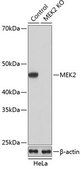 Anti- MEK2 antibody produced in rabbit