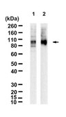 Anti-ATP2A2/SERCA2 Antibody, clone 1G13 ZooMAb&#174; Rabbit Monoclonal recombinant, expressed in HEK 293 cells