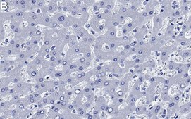 Anti-CD166/ALCAM Antibody, clone 1C2 ZooMAb&#174; Rabbit Monoclonal recombinant, expressed in HEK 293 cells