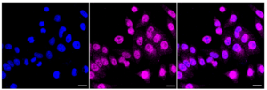 Anti-phospho-Raf1 (Ser259) Antibody, clone 23GB2645, Rabbit Monoclonal clone 23GB2645, recombinant rabbit monoclonal, expressed in HEK293 cells