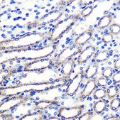 Anti-NRF2 antibody produced in rabbit