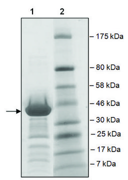 BRD2 (65-187) GST tag human recombinant, expressed in E. coli, &#8805;81% (SDS-PAGE)