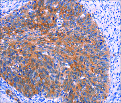 Anti-PTPN13 antibody produced in rabbit affinity isolated antibody