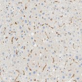 Anti-FCGRT antibody produced in rabbit Prestige Antibodies&#174; Powered by Atlas Antibodies, affinity isolated antibody, buffered aqueous glycerol solution