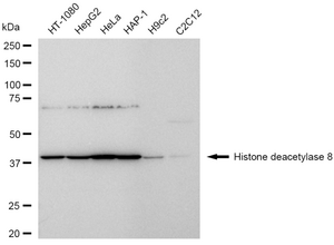 Anti Histone deacetylase 8 Antibody, clone 23GB6185, Rabbit Monoclonal clone 23GB6185, recombinant rabbit monoclonal, expressed in HEK293 cells