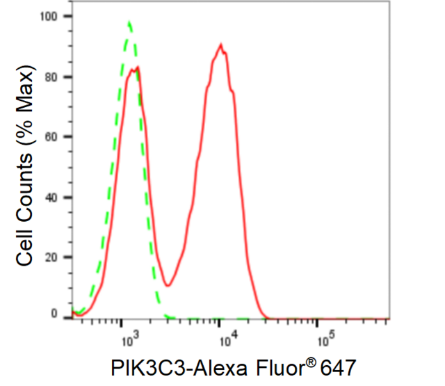 KD-Validated Anti PIK3C3 Antibody, clone 24GB1150, Rabbit Monoclonal clone 24GB1150, recombinant rabbit monoclonal, expressed in HEK293 cells
