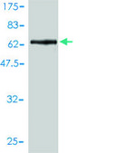 Monoclonal Anti-OBFC1 antibody produced in mouse clone 3G12-1B7, purified immunoglobulin, buffered aqueous solution