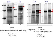 Anti-TKS5 (SH3 #1) Antibody from rabbit