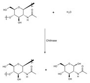 Chitinase Assay Kit sufficient for 100&#160;multiwell tests