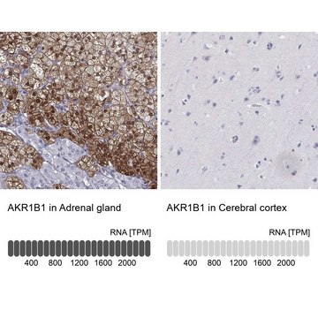 Anti-AKR1B1 antibody produced in rabbit Prestige Antibodies® Powered by Atlas Antibodies, affinity isolated antibody