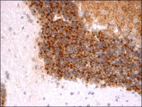 Monoclonal Anti-KCND3 antibody produced in mouse clone S75-41, 1&#160;mg/mL, purified immunoglobulin