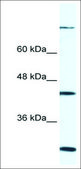 Anti-FGD1 antibody produced in rabbit affinity isolated antibody