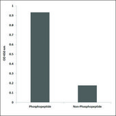 Anti-phospho-EGFR (pTyr1016) antibody produced in rabbit affinity isolated antibody