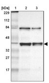 ANTI-HNRNPD antibody produced in rabbit Prestige Antibodies&#174; Powered by Atlas Antibodies, affinity isolated antibody, buffered aqueous glycerol solution