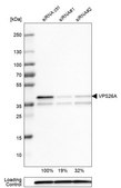 Monoclonal Anti-VPS26A antibody produced in mouse Prestige Antibodies&#174; Powered by Atlas Antibodies, clone CL2287, purified immunoglobulin, buffered aqueous glycerol solution