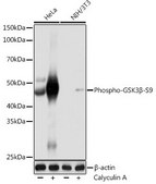 Anti-Phospho-GSK3β-S9 antibody produced in rabbit