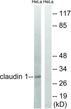 Anti-Claudin 1 antibody produced in rabbit affinity isolated antibody