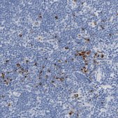 Anti-GZMB antibody produced in rabbit Prestige Antibodies&#174; Powered by Atlas Antibodies, affinity isolated antibody, buffered aqueous glycerol solution