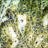 Anti-phospho-Smad2 (pSer250) antibody produced in rabbit affinity isolated antibody