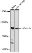 Anti-&#947;-Catenin Antibody, clone 9O2K8, Rabbit Monoclonal