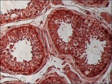 Anti-β-Tubulin I antibody, Mouse monoclonal clone SAP.4G5, purified from hybridoma cell culture