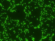 Proteus FISH probe - ATTO488 Probe for fluorescence in situ hybridization (FISH),20 &#956;M in water