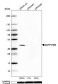 Anti-SERPINB5 antibody produced in rabbit Prestige Antibodies&#174; Powered by Atlas Antibodies, affinity isolated antibody, buffered aqueous glycerol solution