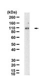 Anti-Catenin &#945;-1 Antibody, clone 1D15 ZooMAb&#174; Rabbit Monoclonal recombinant, expressed in HEK 293 cells