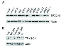 Monoclonal Anti-TPX2 antibody produced in mouse clone TPX2-01