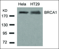 Anti-BRCA1 (Ab-1423) antibody produced in rabbit affinity isolated antibody